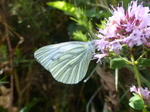 FZ006927 Small white butterfly (Pieris rapae) on flower.jpg